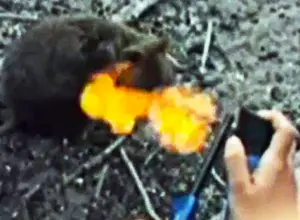 Man setting fire to a quokka
