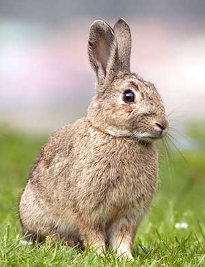 Feral Australian Rabbit