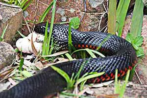 Red-bellied Black Snake eating eggs