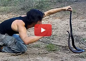 Red-bellied Black Snake attacking a man video