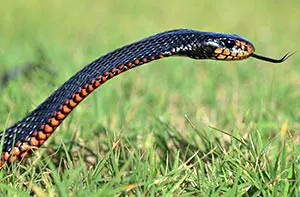 Red-bellied Black Snake moving