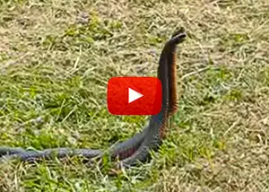 Red-bellied Black Snakes fighting video