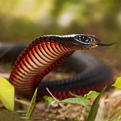 The Red-Bellied Snake