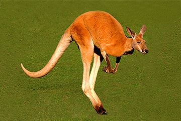 Kangaroo hopping in Australian Outback