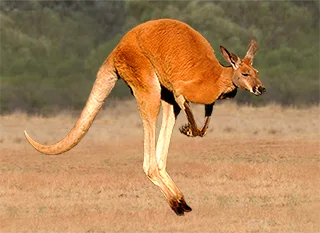 Red Kangaroo hopping