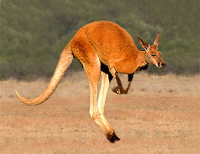 How Did The Kangaroo Get Its Name?