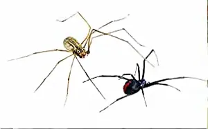 redback spider attacked