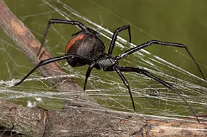 redback spider on its web