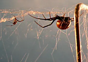 Femal redback spider approaching male redback spider