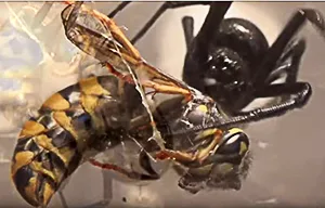 Redback Spider feeding on a wasp
