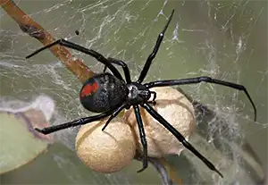 Redback Spider Guarding its Eggs