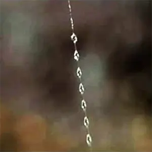 redback spider on its web