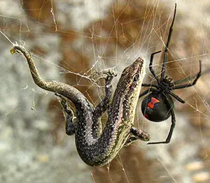 redback spider captures a lizard