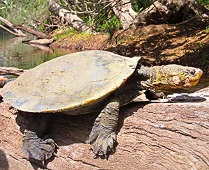 White-throated Snapping Turtle on log