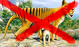 Tasmanian Tiger now extinct