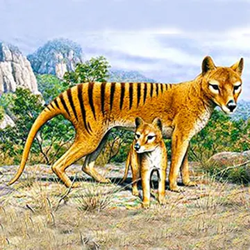 Tasmanian Tiger with its cub