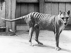 Benjamin the last Tasmanian Tiger