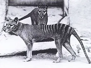 Pair of Tasmanian Tigers