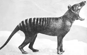 Tasmanian Tiger wit hits mouth wide open