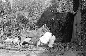 THe original staged photo of Tasmaian Tiger with a chicken