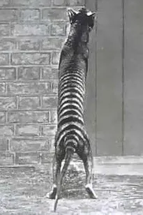 Tasmanian Tiger standing on its hind legs