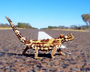 Thorny dragon road kill