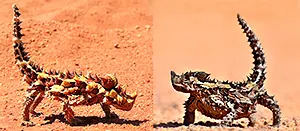 Thorny dragon when hot and cold