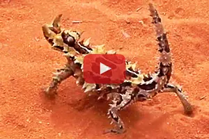 Thorny dragon walking video