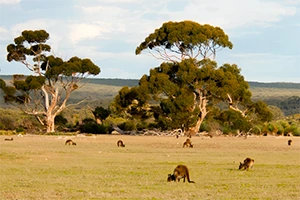 Kangaroos habitat