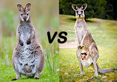 wallaby vs kangaroo