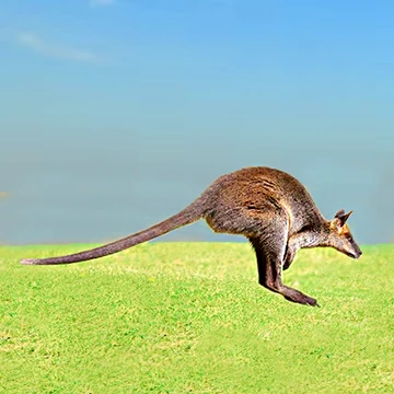 wallaby hopping in australian outback