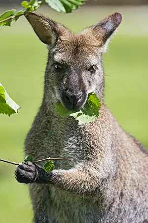 wallaby standing on its tail