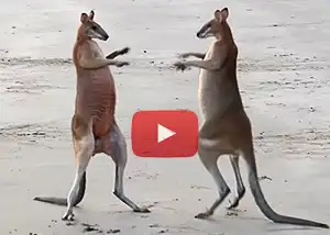 wallaby standing on its tail
