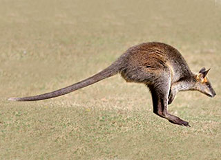 Wallaby hopping