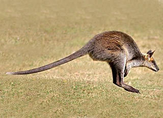 wallaby hopping in australian outback