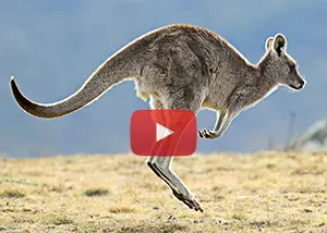 wallaby hopping video