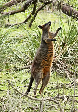 wallaby standing on its tail