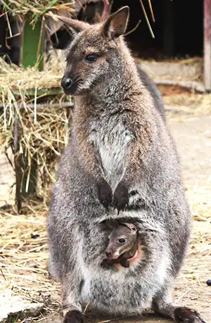 wallaby standing on its tail