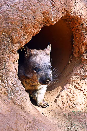 wombat at its burrow entrance