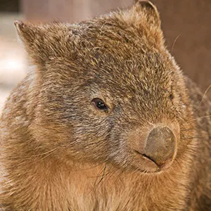 Wombat face 