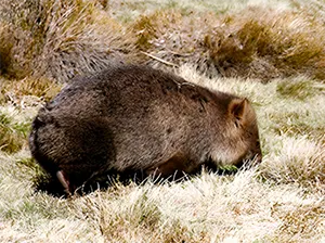wombat feeding