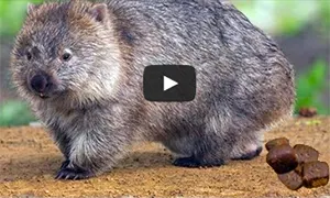 Wombat cube-shaped poop video