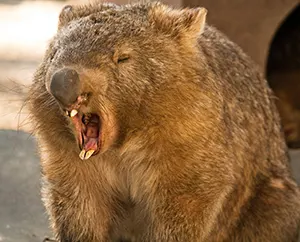 Wombat baring its teeth