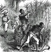 Slaves working in plantation in the Caribbean