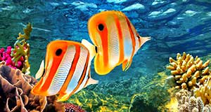 Coral Reef Animals | Animals in Great Barrier Reef