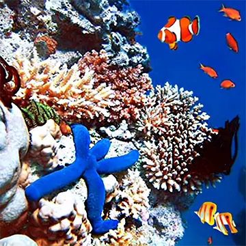 Animals of the Great Barrier Reef