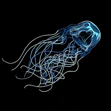 box jellyfish swimming