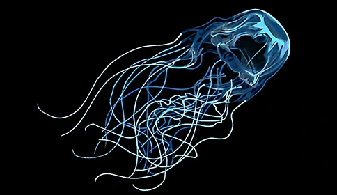 Diagram of box jellyfish nematocysts