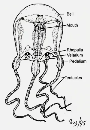 Diagram of box jellyfish anatomy