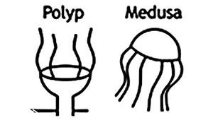 Stages of box jellyfish lifecycle 